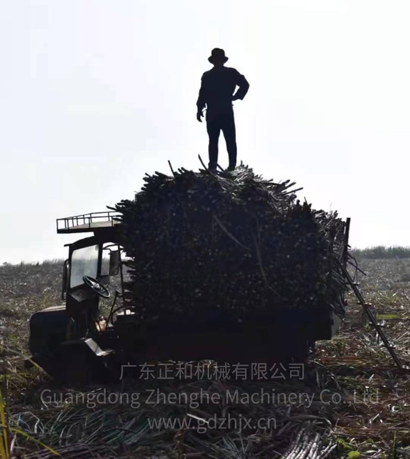 甘蔗全機械化生產(chǎn)和收獲