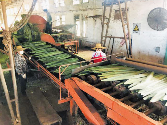 劍麻刮麻機_刮麻機_自動麻刮麻機_劍麻刮麻設備_劍麻纖維刮麻機_劍麻刮麻機_刮麻生產(chǎn)線_纖維提取加工設備